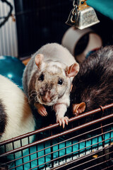 Patchwork Hairless Pet Rat