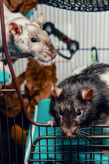 Patchwork Hairless Pet Rat