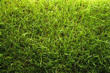 Beautiful lush green grass as background, top view