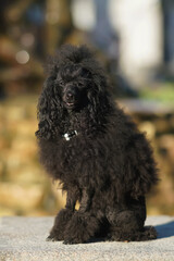 Adorable black Toy Poodle dog with a Scandinavian lion show clip and a collar posing outdoors sitting in a city park near a fountain in summer