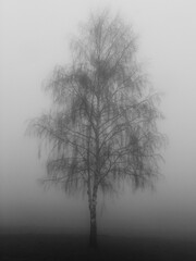 Paesaggio invernale con nebbia e albero di betulla solitario