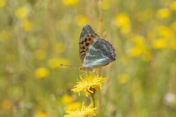 Silver-washed fritillary (Argynnis paphia) ventral view. Warm summer meadow in background.