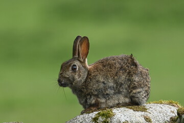 Young rabbit sat on a wall © jason