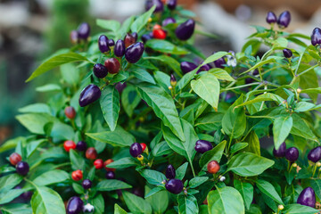Close-up of a bush with green leaves and mini peppers of different colors purple and red