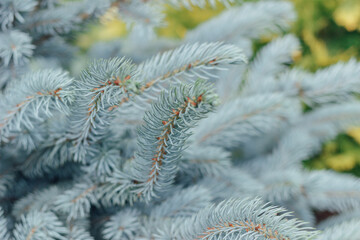 Naklejka na ściany i meble Close-up of blue spruce branches. Selective focus