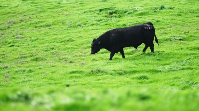 Close up of Angus and Murray Grey Cows eating long pasture in Australia