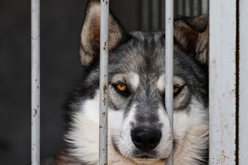 A dog resembling a wolf with yellow or orange eyes and a serious gaze looks through the lattice of...