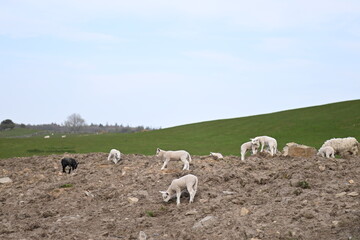 Lambs on bare soil