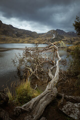 Dead Tree Cajas