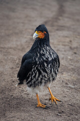 Carunculated Caracara