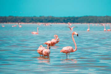 Flamingos in Celestun, Mexiko - obrazy, fototapety, plakaty
