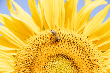 A bee gathering pollen from a sunflower blossom