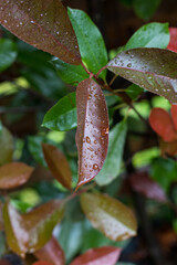 Closeup view of three brown leaves full of rain drops. More blurred wet leaves are behind them.