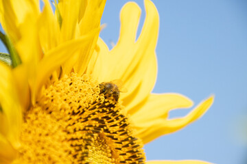 A honeybee gathering pollen from a sunflower blossom