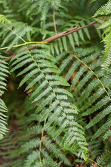 Closeup view of an atlantic fern branch.