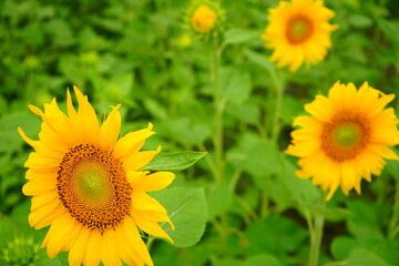 Yellow Sunflower in summer, isolated - 黄色 ひまわりの花