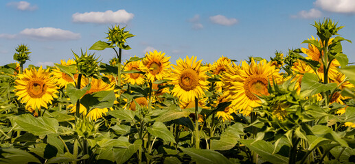 panorama of a sunflower field