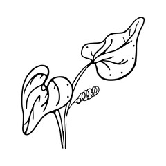 Isolated sketch of a tree leaves Vector illustration