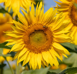 an isolated sunflower blossom in a field of sunflowers