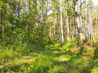 A dirt road in a mixed forest. A sunny summer day