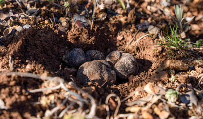  the truffles in the floor