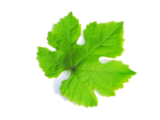 Green grape leaf on a white background