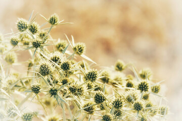 Green flowers of runner thistle (Eryngium campestre) in the Granada countryside (Spain)