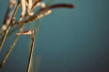 Close-up view of a male red dragonfly (Crocothemis erythraea) perched on a reed