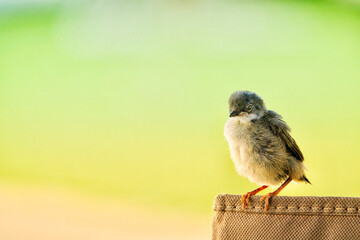 Adorable Black-headed Warbler (Sylvia melanocephala) chick on a log on the grass