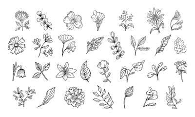Set of a flowers and leaves sketches Vector illustration
