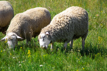 sheep in the field on a meadow on pasture, domestic agriculture animals, Livestock farming. Russia, Samara oblast