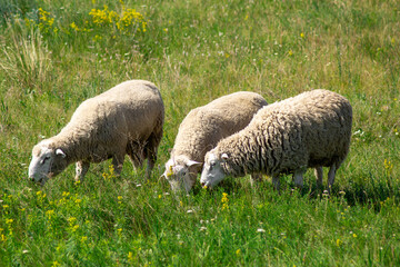 Obraz na płótnie Canvas 3 sheep in the field on a meadow on pasture, domestic agriculture animals, Livestock farming. Russia, Samara oblast