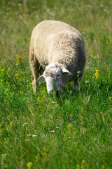 Obraz na płótnie Canvas sheep in a meadow on a meadow on pasture, domestic agriculture animals, Livestock farming. Russia, Samara oblast