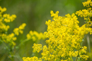 Yellow flowers on a meadow green background