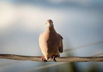 young pigeon sitting on an electric wire staring at the camera, the sun shining on her from the left.