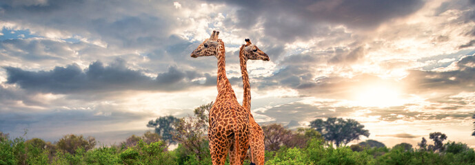 two giraffes looking left and right in the savanna © Anselm