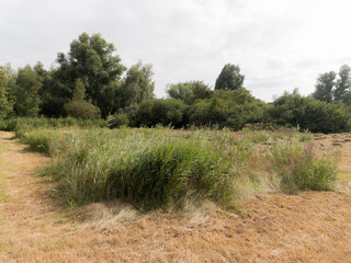 Nature reserve the Hoge Dijk in Amsterdam during summer