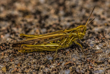 Common Field Grasshopper