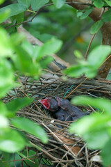 Baby crow is lying in the nest and waiting for food