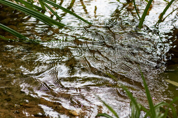 Silky ripples in water of a crystal clear water creek as idyllic natural background with close-up view shows zen meditation and little waves in a healthy mountain spring with a clear floating stream