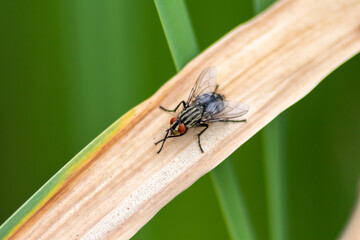 Black zebra fly with red facete eyes as macro close-up view on green leaf in summer as infectious insect and flying pest tsetse causes sickness and other diseases like infections fever and malaria