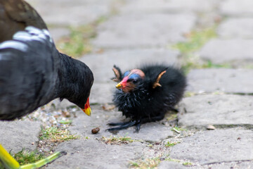 Little moorhen biddy with red beak and blue head with red and orange and black feathers begging for food of mother moorhen Rallidae as aquatic bird on duck pond and wetlands collecting insects as food