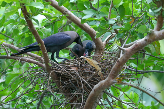 Nest clearance of crow