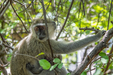 A Vervet Monkey sitting on a Tree at the Waterfall Victoria