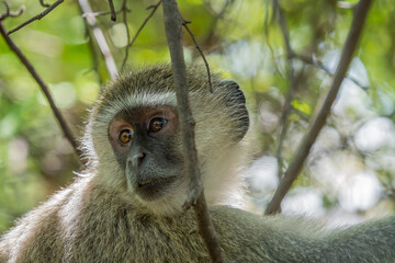 A Vervet Monkey sitting on a Tree and looking beside, close up