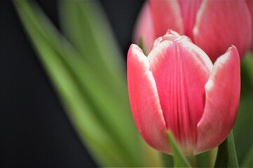 Tulpe pink mit dunklen Hintergrund