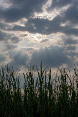 Sunset - Sunlight background from cloud upon a corn field