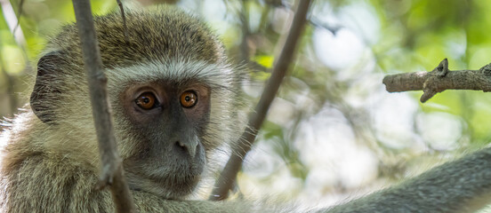 Panorama Shot of a Vervet Monkey sitting on a Tree, close up