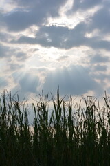 Sunset - Sunlight background from cloud upon a corn field