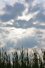 Obraz premium Sunset - Sunlight background from cloud upon a corn field